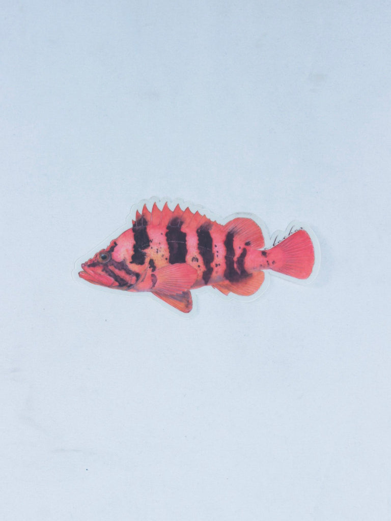 Abachar Tiger Rockfish Sticker